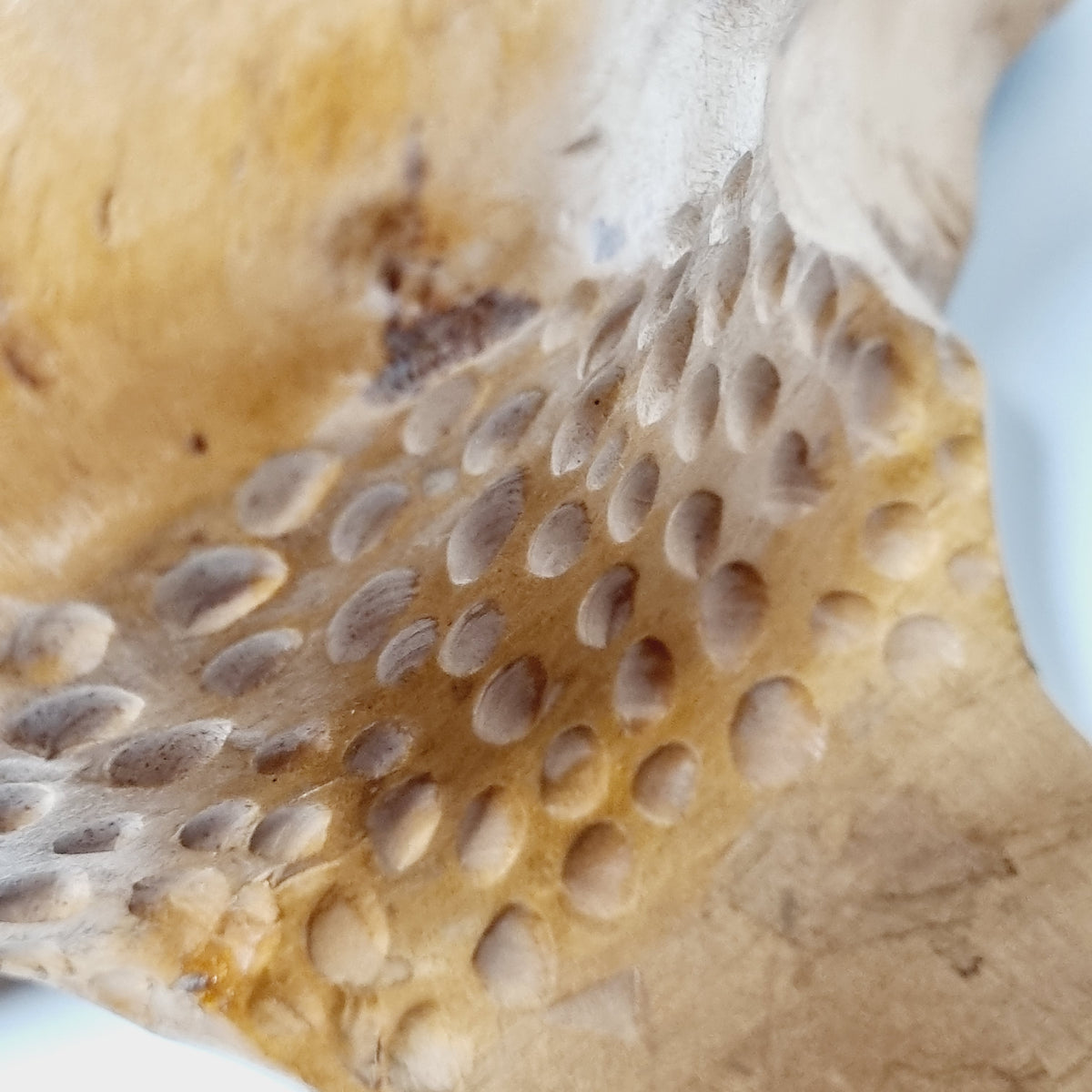 Gouge-carved dots at the base of the handle on burl bowl